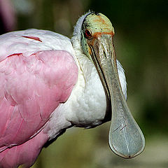 photo "Fake flamingo"