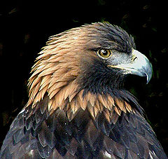 photo "Golden Eagle for Peter..."