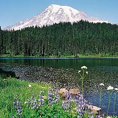 photo "Rainier Mountain, USA"