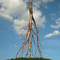 photo "Rooted into the Sky"