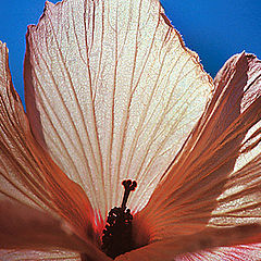 photo "HIBISCUS"