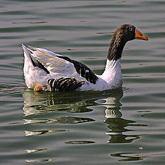 photo "Back to geese"