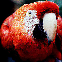 photo "Parrot`s Portrait."