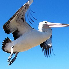 photo "Pelican Flight"