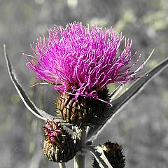 photo "A thistle."