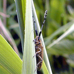 фото "Bear Insect"