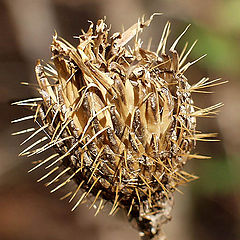 photo "Nature`s Pincushion"