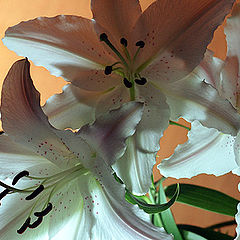 photo "Lily in mixed lighting"