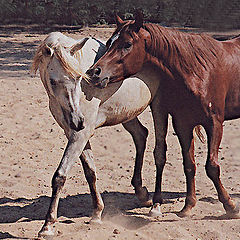 фото "How about it...Baby!..."