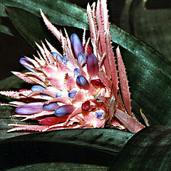 photo "Cactus Flower"