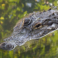 photo "Why is gator so sad ?"