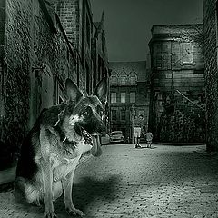 фото "OLD TOWN & THE DOG"