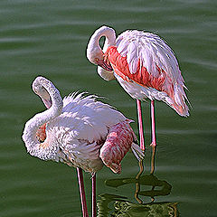 фото "Graceful flamingos"