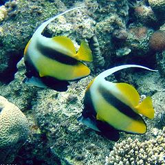 photo "Red Sea banerfish"