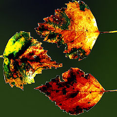 фото "autumn colours"