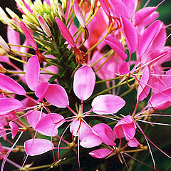 photo "Flowers 2"