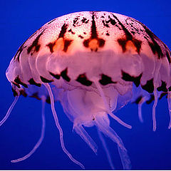 photo "At the Monterey Bay Aquarium"