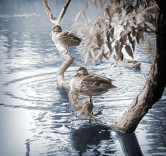 photo "Taking a Rest"