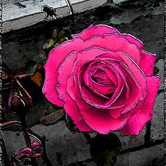 photo "Rose"