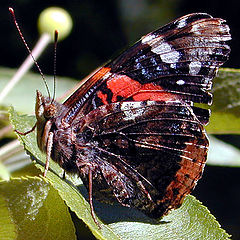 photo "Butterfly 3"