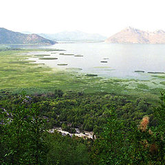 photo "Skadarsko jezero"