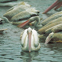 фото "White Pelicans"