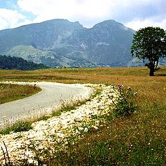 photo "Very lonely tree. The road left from it too ."