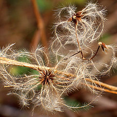 photo "Nature`s Sparklers"