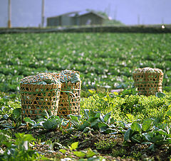 photo "The Vegetable Field in Taiwan"