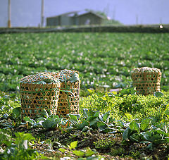 фото "The Vegetable Field in Taiwan"