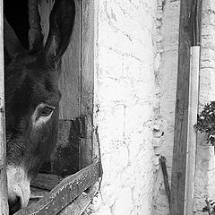 photo "Shy donkey"