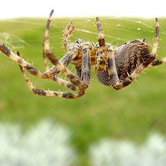 фото "Tiger spider"