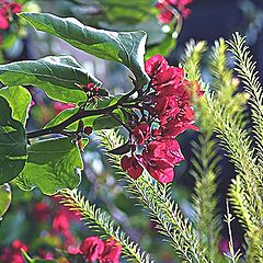 photo "Flowers&Leaves"