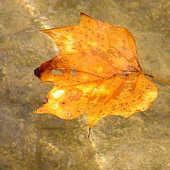 фото "A Maple Float..."