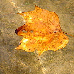 photo "A Maple Float..."