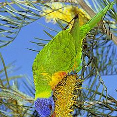 фото "Rainbow lorekeet"