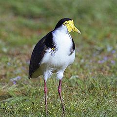 фото "spurwinged plover"