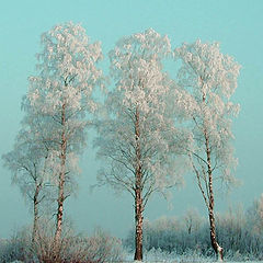 photo "Three sisters"