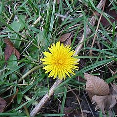 photo "The last flower"