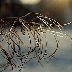 photo "On a frost"