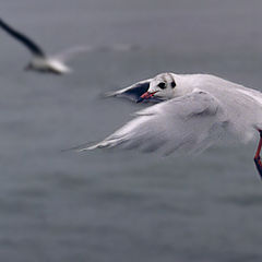 photo "Flapping."