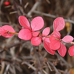 фото "krasnie listia"