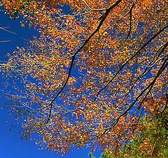 photo "Red Stars full in the Blue Sky"