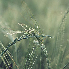 photo "Once in a summer morning"