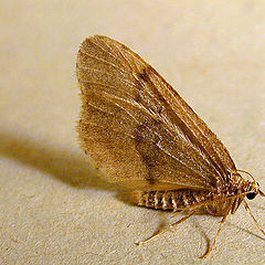 photo "Moth 1"