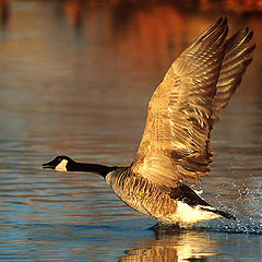 фото "Taking Flight"