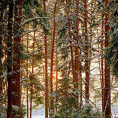 photo "Evening near Moscow"