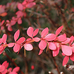 photo "Red leaves 2"