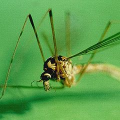 photo "Mosquito"