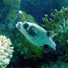 photo "Masked puffer"